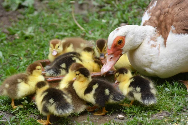 Ženské Pižmové Kachny Cairina Moschata Svým Dvoudenním Potomkem — Stock fotografie