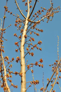 İlkbaharda, doğada akçaağaç (Acer negundo) çiçek açar.