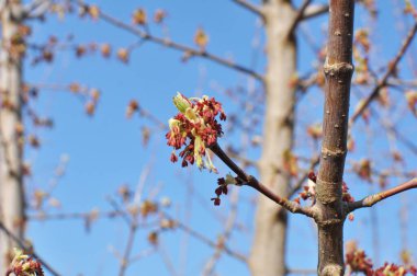 İlkbaharda, doğada akçaağaç (Acer negundo) çiçek açar.
