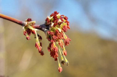 İlkbaharda, doğada akçaağaç (Acer negundo) çiçek açar.