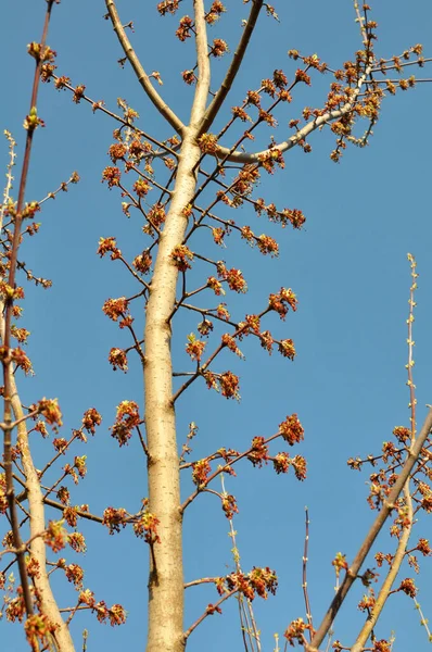 봄에는 자연계에서 단풍나무 Acer Negundo — 스톡 사진