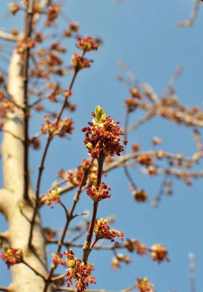 Jaře Kvete Javor Acer Negundo Přírodě — Stock fotografie