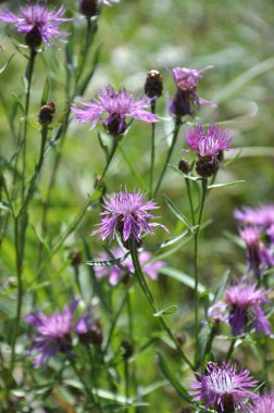 Centaurea jacea çayırda, yabani otların arasında çiçek açar.