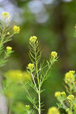 Baharda Descurainia doğada büyür.