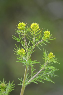 Baharda Descurainia doğada büyür.