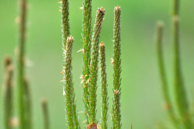 Genç bir çam dalında bahar tomurcukları