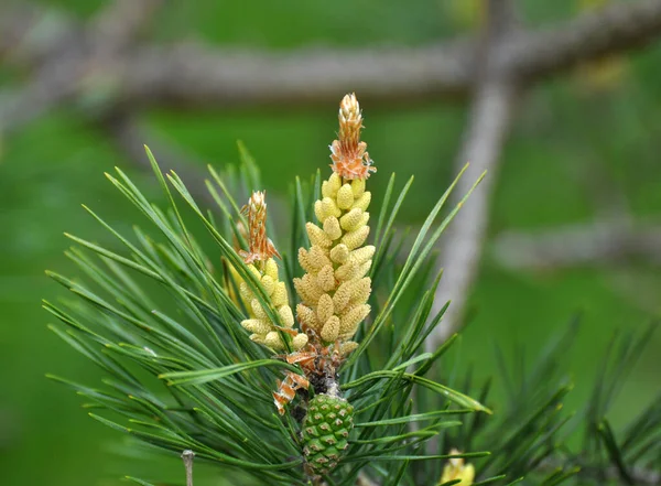 Brotes Primavera Una Rama Pino Joven — Foto de Stock