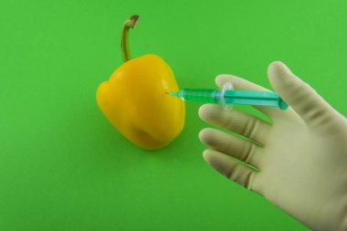 Sarı GDO kırmızı biber