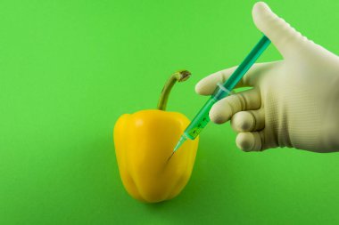 Sarı GDO kırmızı biber