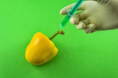 Sarı GDO kırmızı biber