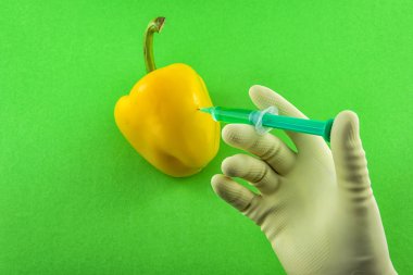 Sarı GDO kırmızı biber