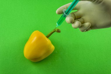 Sarı GDO kırmızı biber