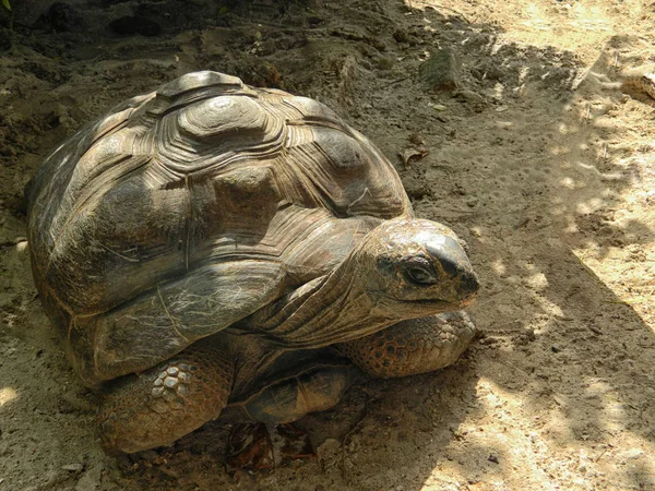 Dev kara kaplumbağası