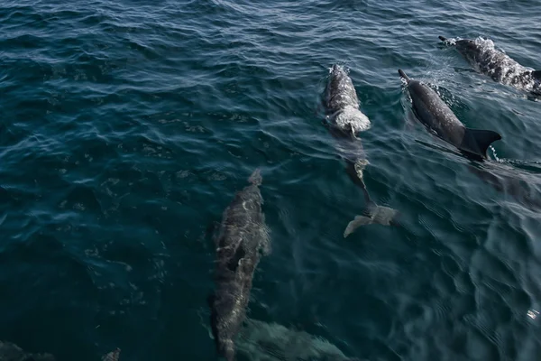 Hint okyanusunda yüzen yunuslar