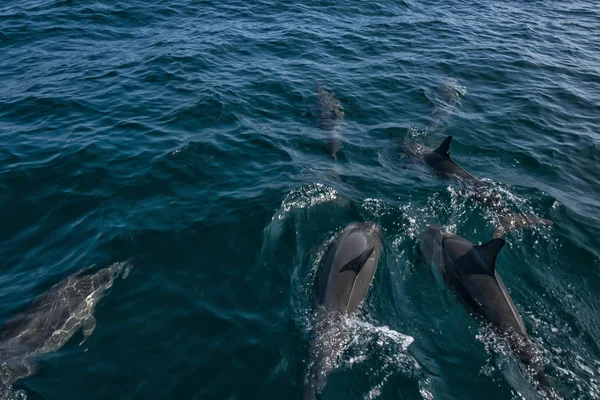 Hint okyanusunda yüzen yunuslar