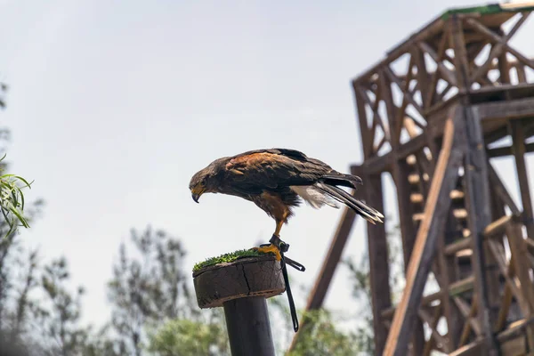 Greifvogel — Stockfoto