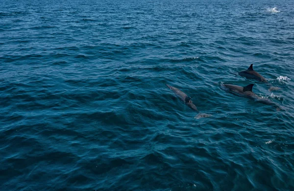 Özgürlük yunuslar