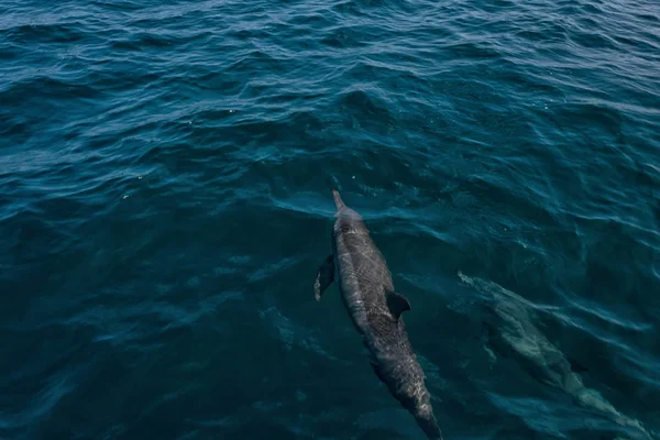 Özgürlük yunuslar