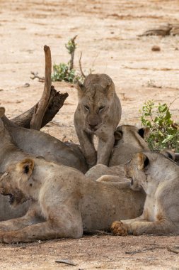 Many young lions resting on the ground in the Savannah after an energy consuming hunting session