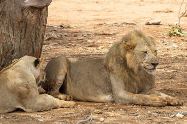 Many young lions resting on the ground in the Savannah after an energy consuming hunting session