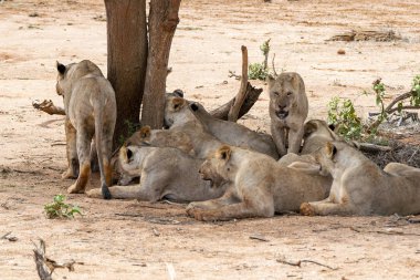Many young lions resting on the ground in the Savannah after an energy consuming hunting session
