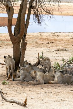 Many young lions resting on the ground in the Savannah after an energy consuming hunting session