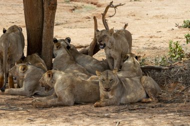 Many young lions resting on the ground in the Savannah after an energy consuming hunting session