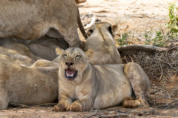 Many young lions resting on the ground in the Savannah after an energy consuming hunting session