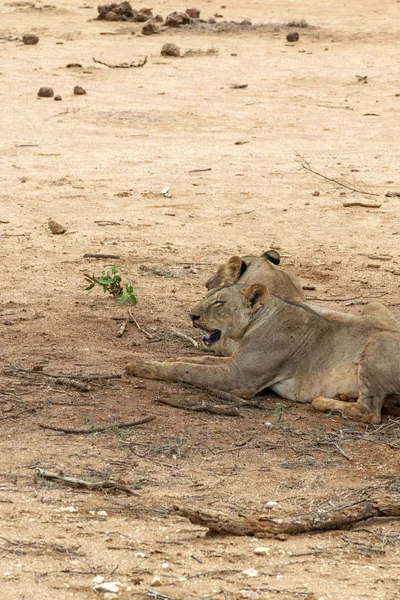 Muitos leões jovens descansando no chão na Savannah depois de uma sessão de caça que consome energia — Fotografia de Stock