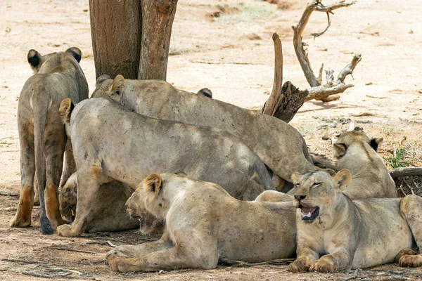 Viele junge Löwen, die nach einer energieintensiven Jagd in der Savanne auf dem Boden ruhen — Stockfoto