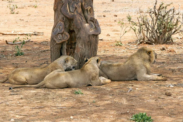 Many young lions resting on the ground in the Savannah after an energy consuming hunting session
