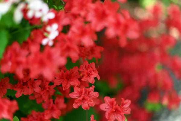 Naturliga röda blommor i parken på våren — Stockfoto