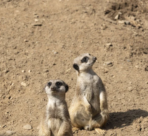 Meerkats or suricate suricatta in their natural environment — Stockfoto