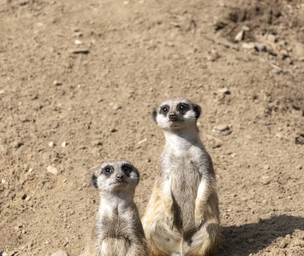 Meerkats or suricate suricatta in their natural environment — Stockfoto