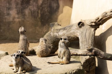 Meerkats or suricate suricatta in their natural environment