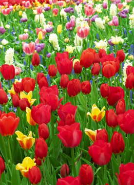 Meadow of blooming multicolored tulips in spring