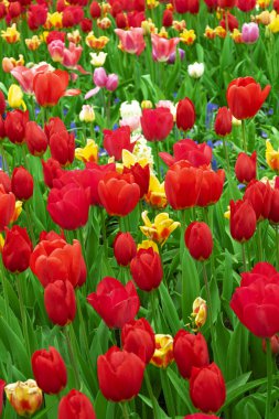 Meadow of blooming multicolored tulips in spring