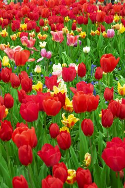 Meadow of blooming multicolored tulips in spring