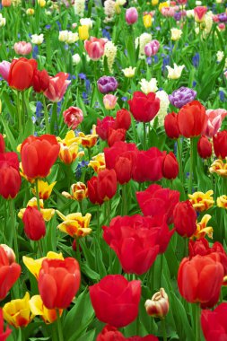 Meadow of blooming multicolored tulips in spring