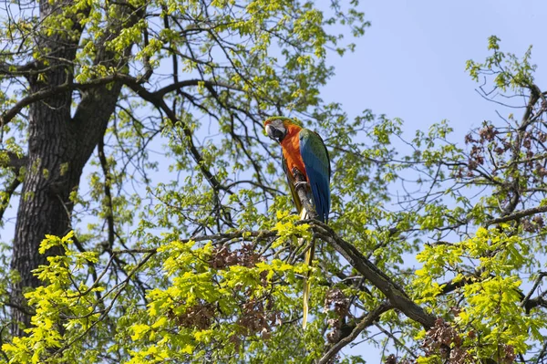 Multicolored macaw parrot on the top of a tree — Stok fotoğraf