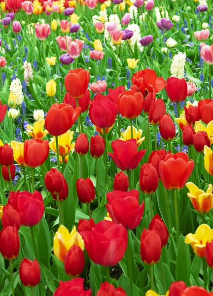 Meadow of blooming multicolored tulips in spring