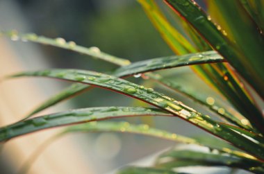 Üstünde su damlaları yakın çekim için arka plan dracaena bitkinin yapraklar.