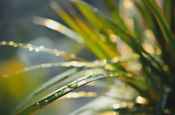 Nahaufnahme Von Wassertropfen Auf Den Blättern Der Dracaena Pflanze Als — Stockfoto