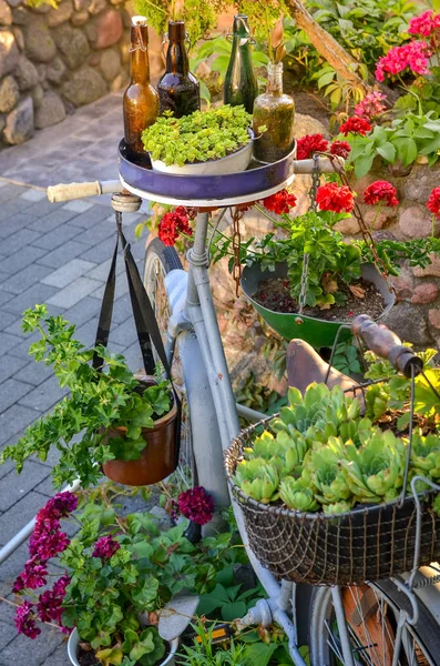 Primer Plano Vieja Bicicleta Vintage Decorada Con Flores Plantas Verdes —  Fotos de Stock