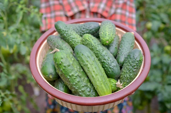 Innehavskorg Med Färsk Skörd Gurkor Från Det Ekologiska Växthuset — Stockfoto