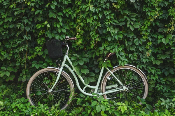 City Fahrrad Mit Einem Korb Auf Grünem Efeu Schlingmauer Hintergrund — Stockfoto