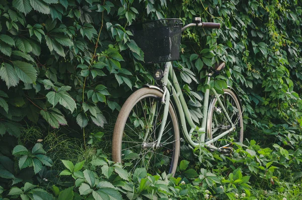 City Fahrrad Mit Einem Korb Auf Grünem Efeu Schlingmauer Hintergrund — Stockfoto