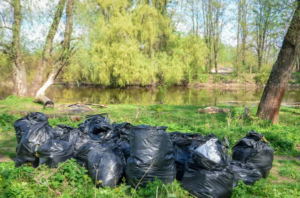 Garbage in big black plastic bags in nature, forest, at river. Spring cleaning of nature.