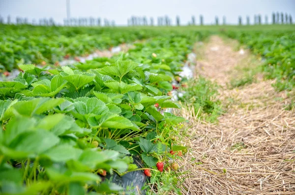 Plantation Strawberries Grown Rows Royalty Free Stock Photos