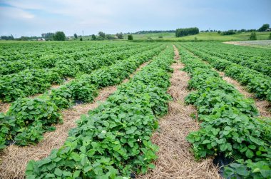 Sıralarda yetişen çilek fidanlığı.